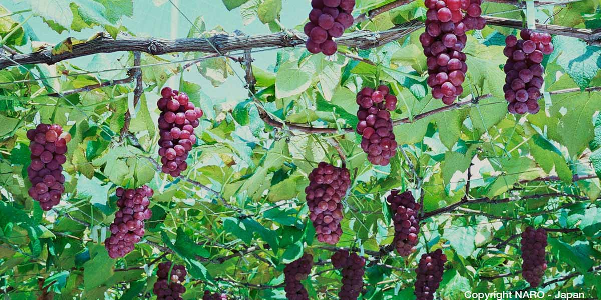 Uva da tavola, la produzione giapponese promossa al Macfrut